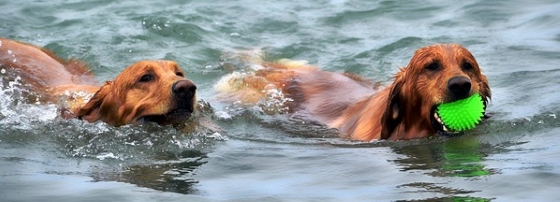 Dogs in the water getting some exercise retrieving toy ball