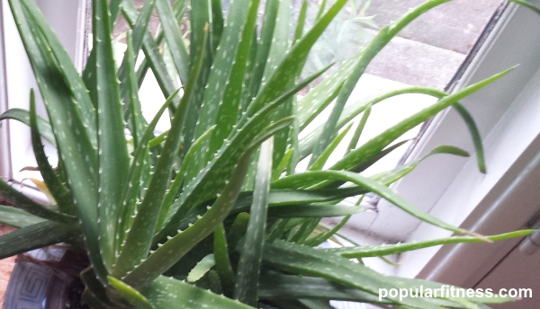 Aloe Vera plant growing indoors - photo by popular fitness