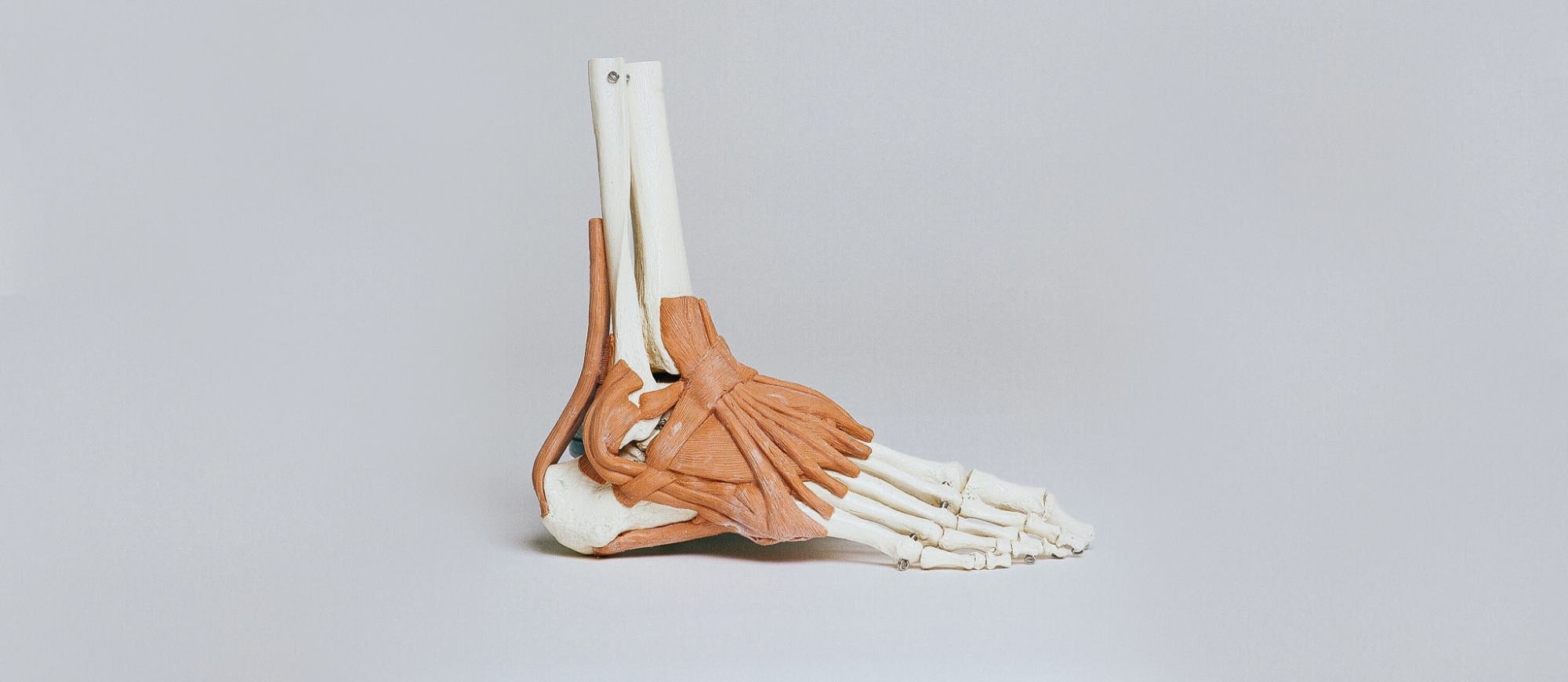 Anatomical, skeletal view of foot and ankle