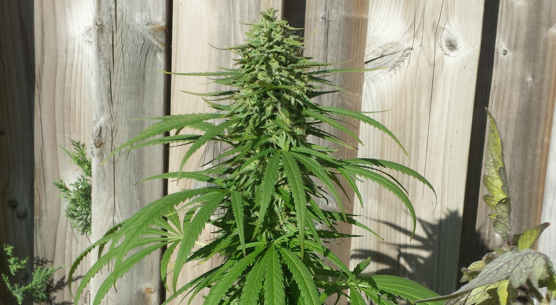 Marijuana plant growing outdoors