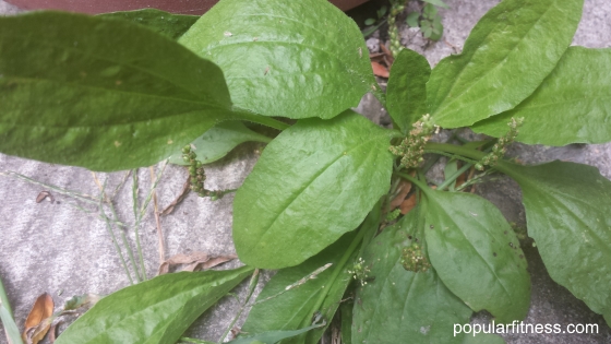 Commonn plantain plant, weed - photo by popular fitness