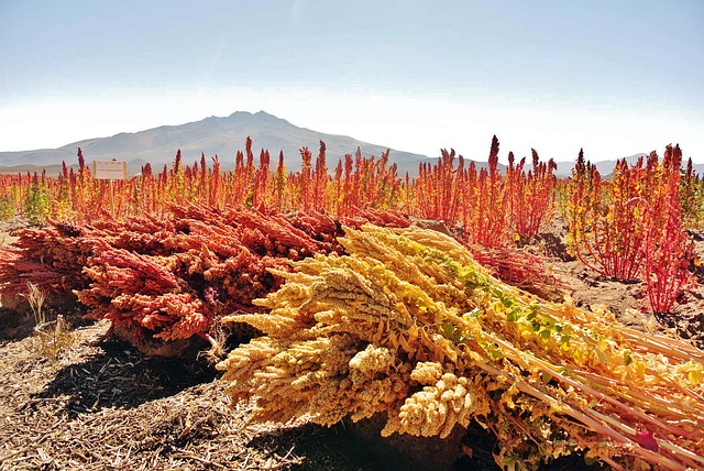 Colorful quinoa plants ready for harvesting